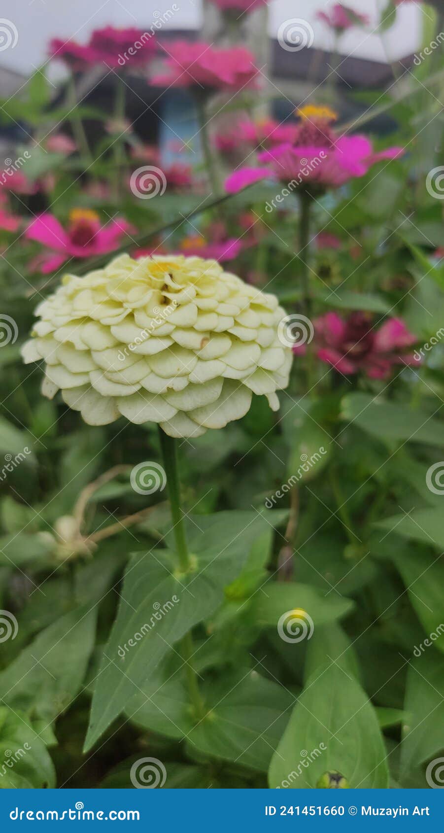 Good Potrait View White Flower Stock Photo Image of good, white