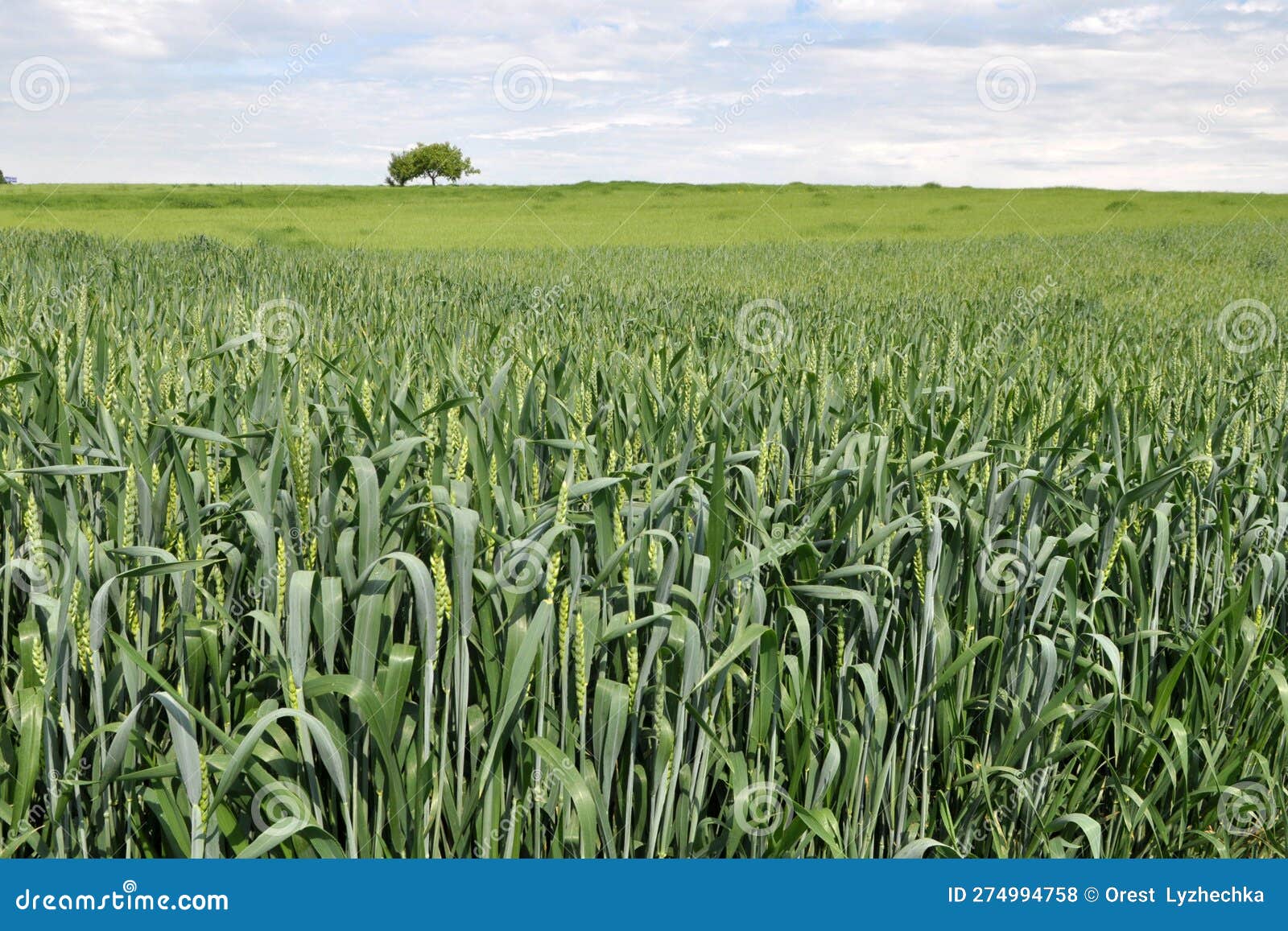 winter wheat on a spring field