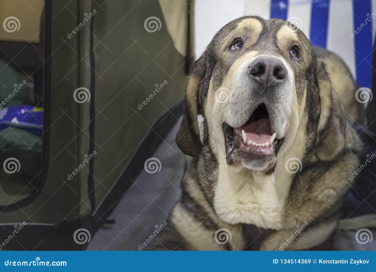 Good Spanish Mastiff Dog Looks Up Lying on the Floor. Portrait Huge Dog.  Copy Space. Stock Image - Image of head, spanish: 134514369