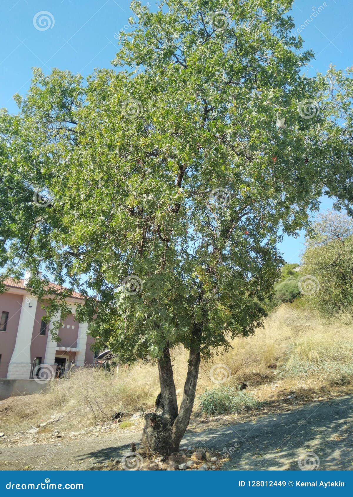 Good Tree For Climbing On Steep Slope. Tree With Natural Relaxing