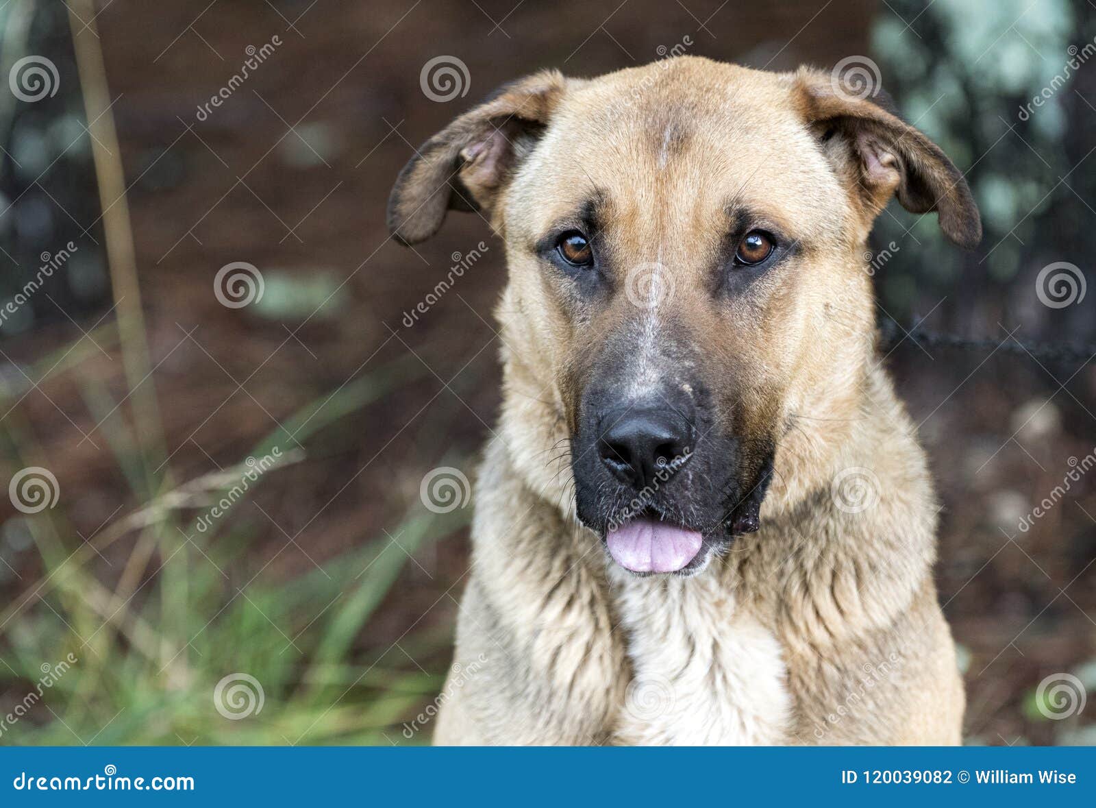 shar pei german shepherd mix puppies