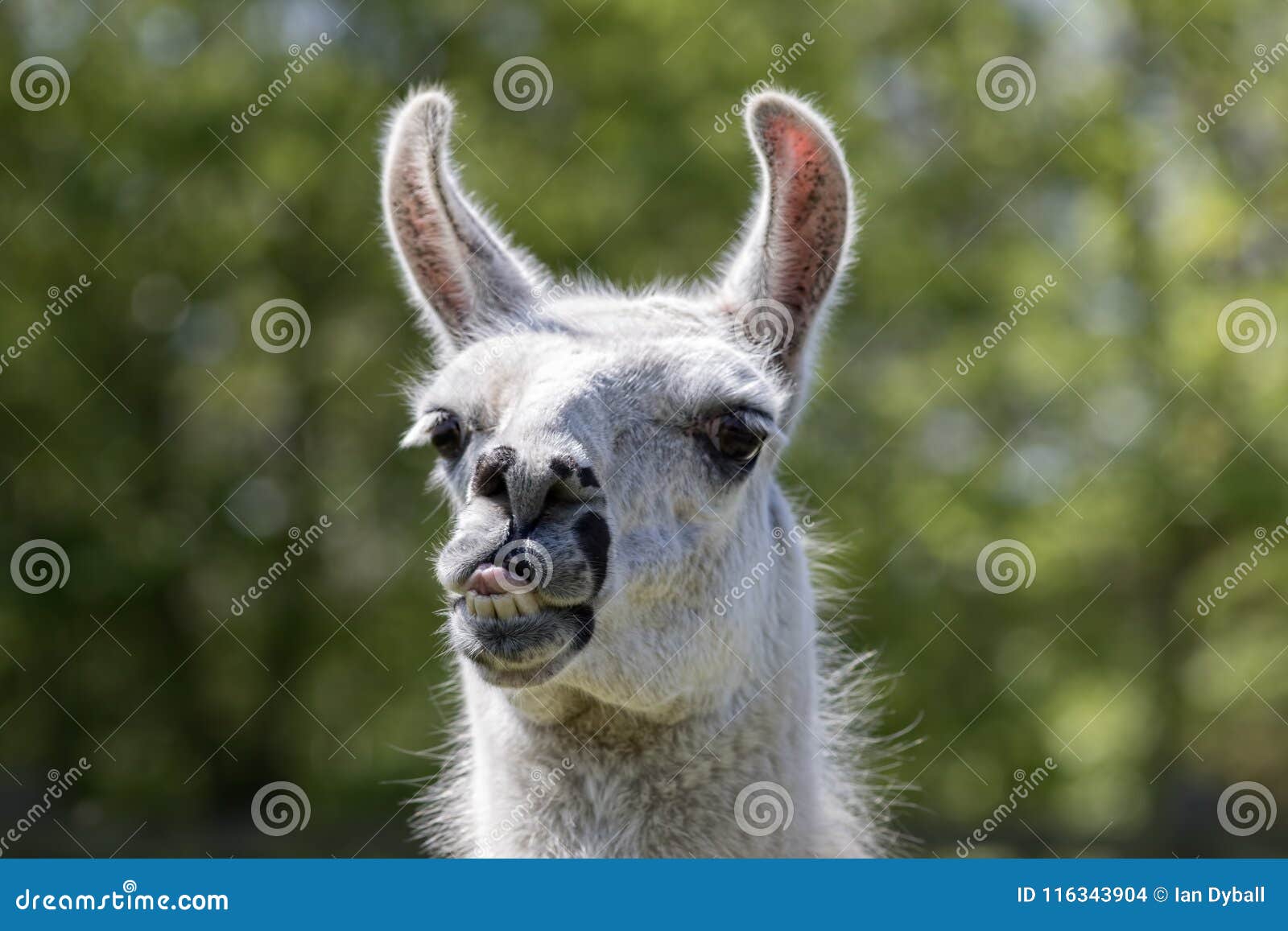 funny looking llama