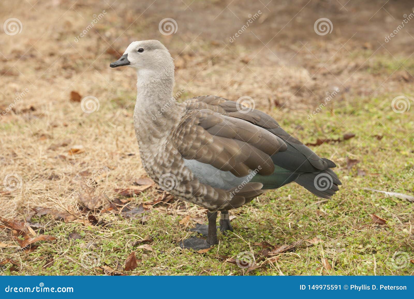 Grey Goose is a Large Goose Walking on Land Stock Image Image of scotland, large 149975591