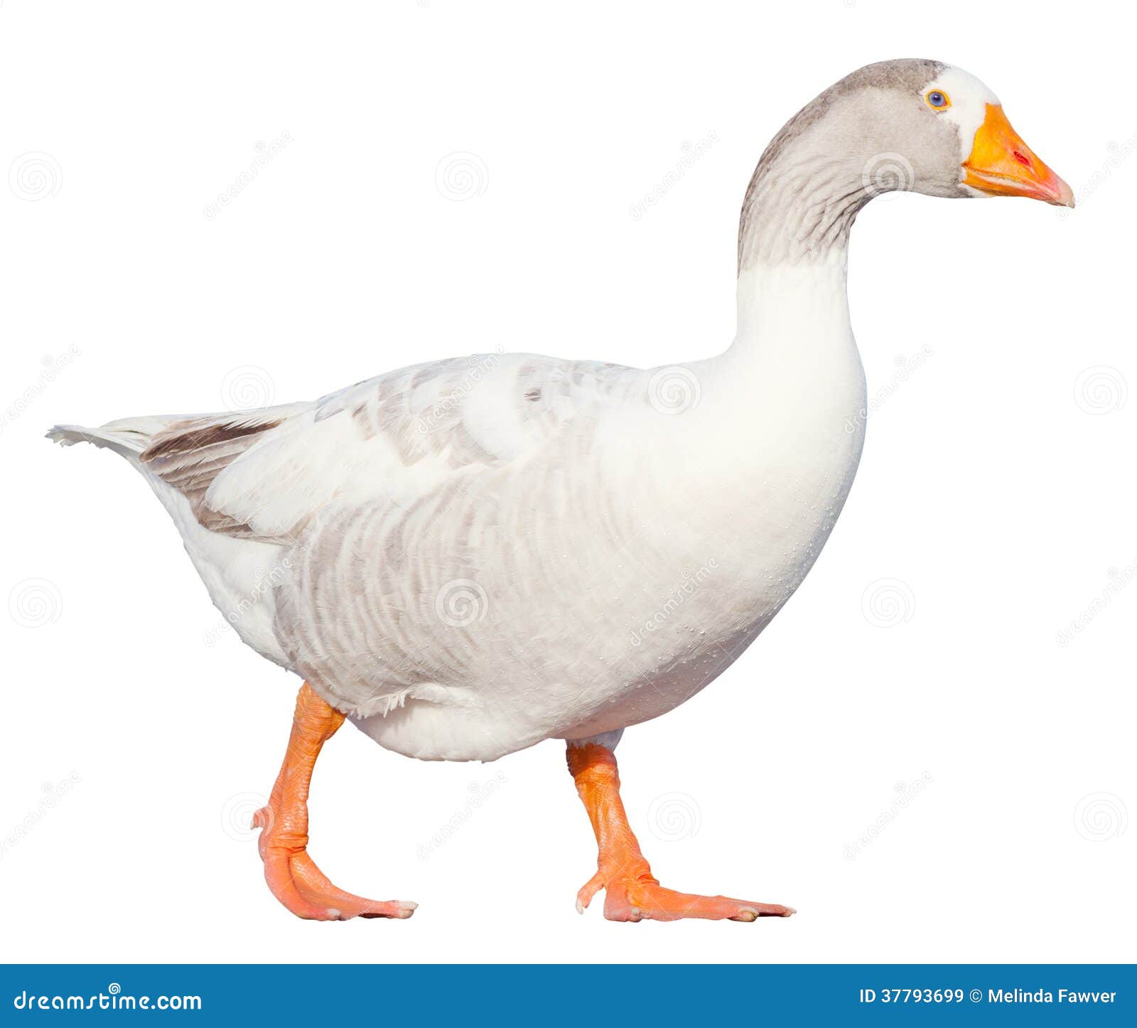 goose