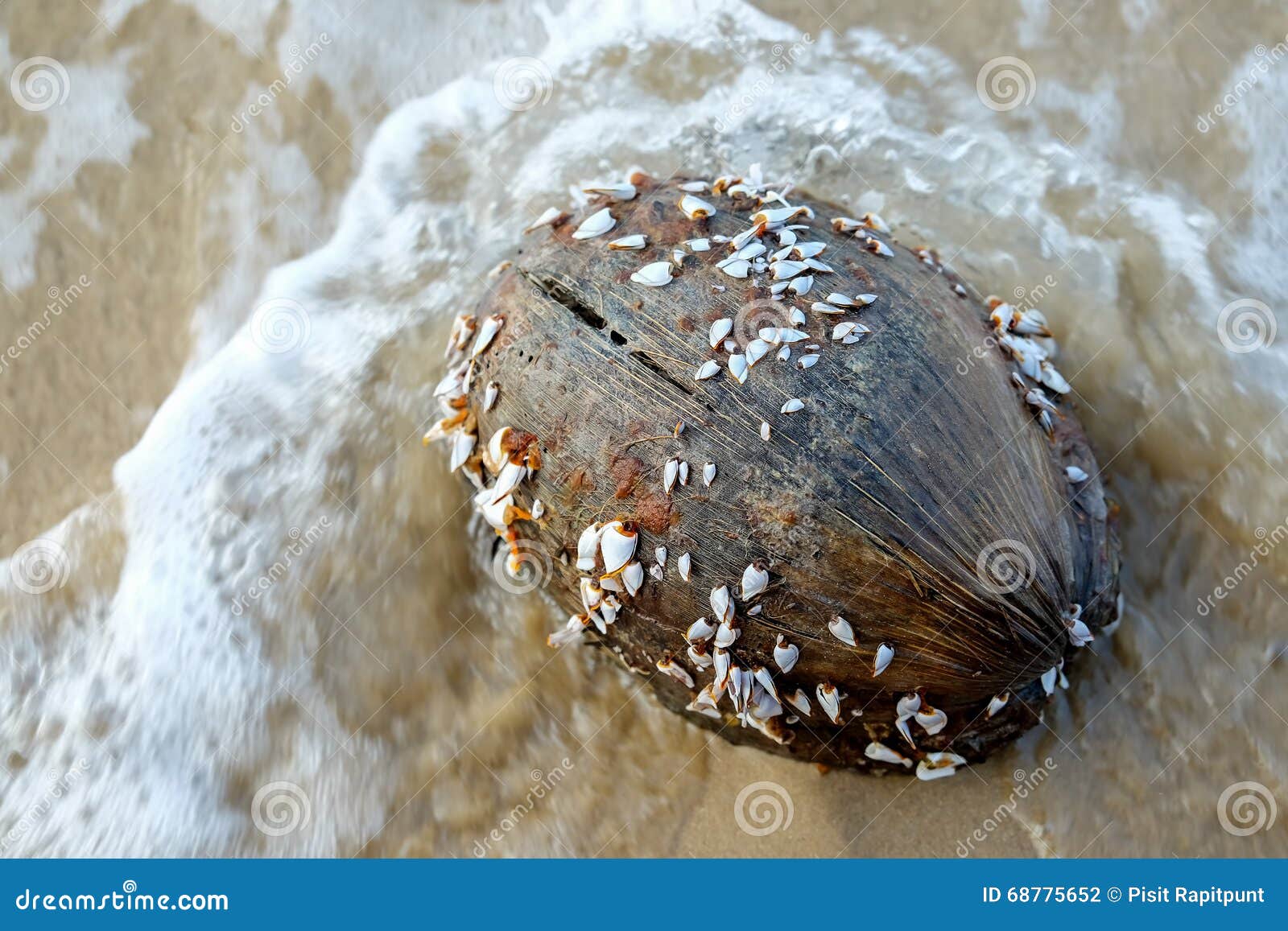 Goose Barnacles or Gooseneck Barnacles on Coconut. Stock Photo Image