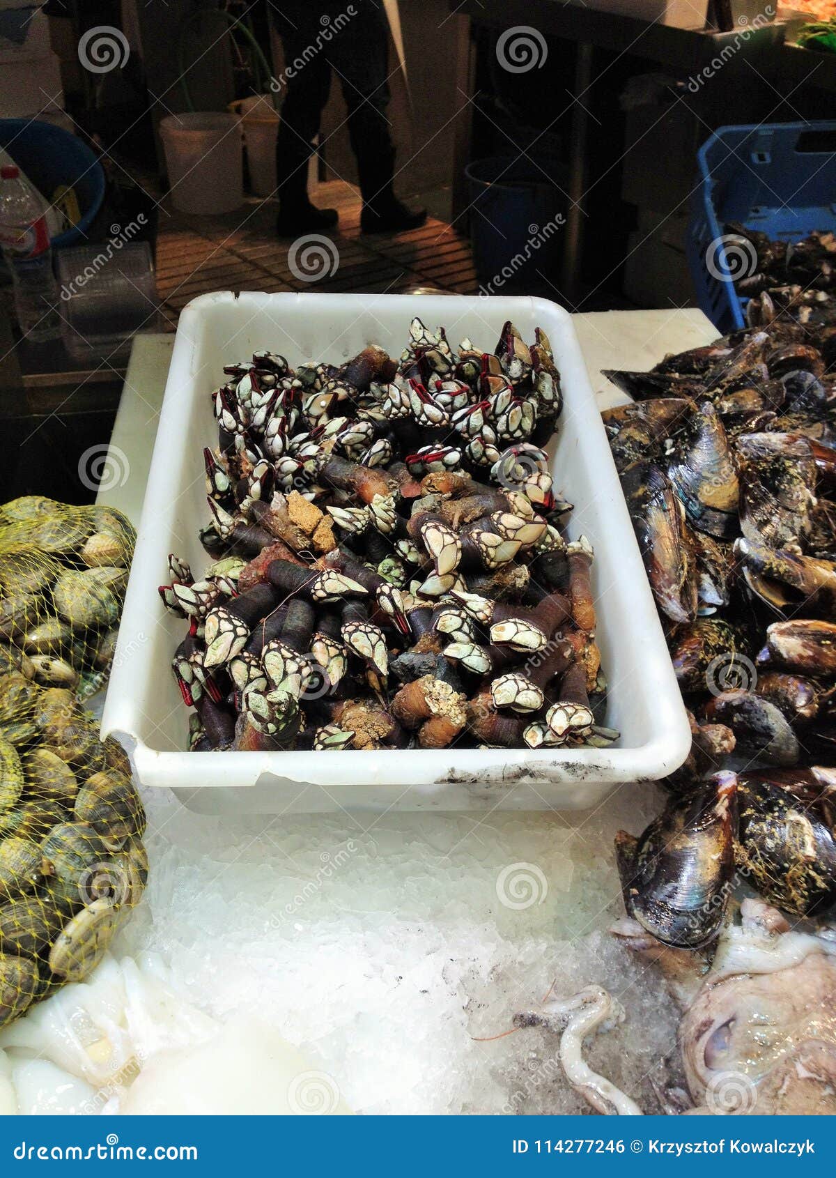 Basket of Gooseneck Barnacle on the Market Stall in Barcelona, Spain Stock Photo