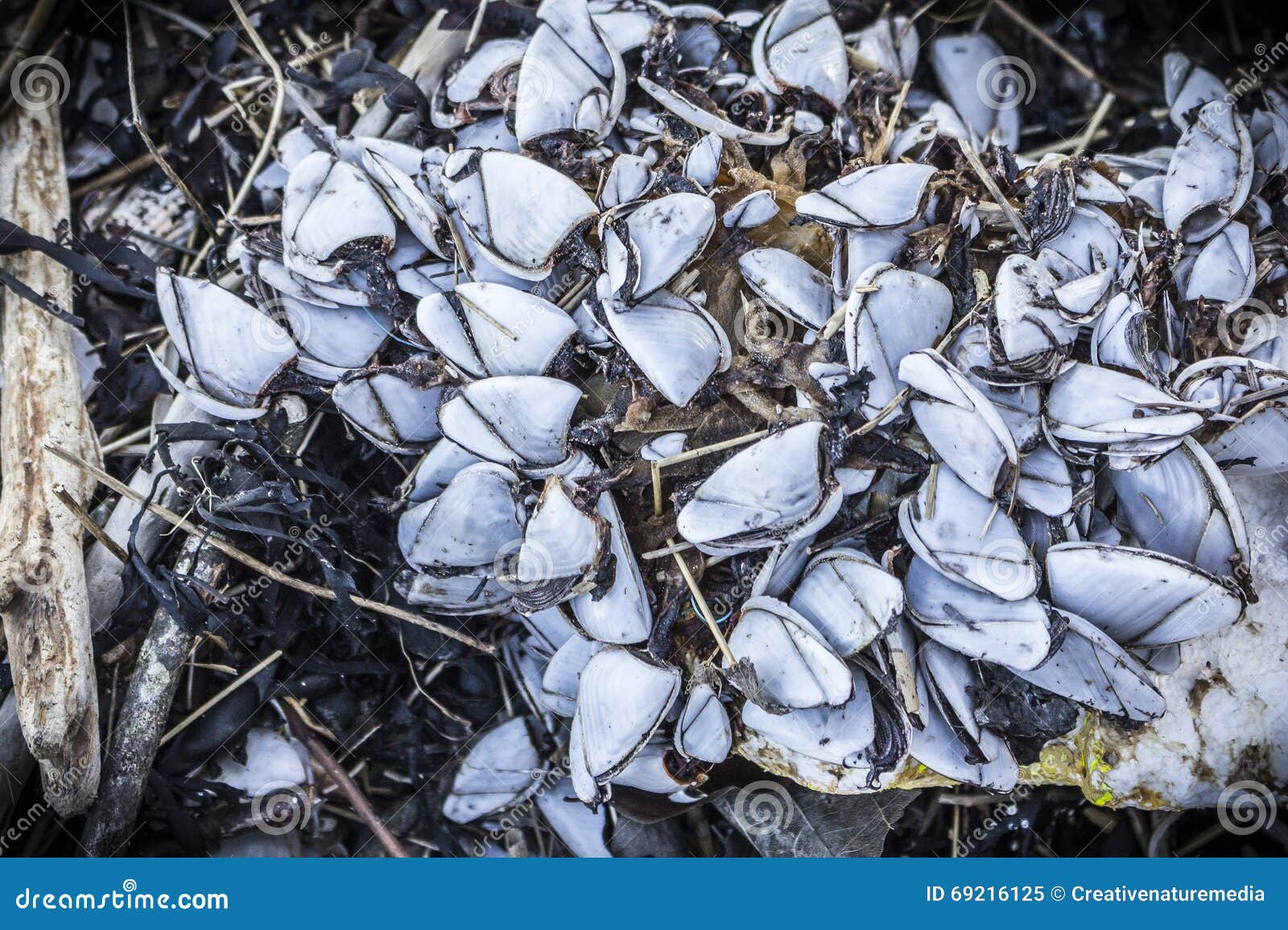 Goose Barnacles on Powillimount Beach Stock Image - Image of barnacle