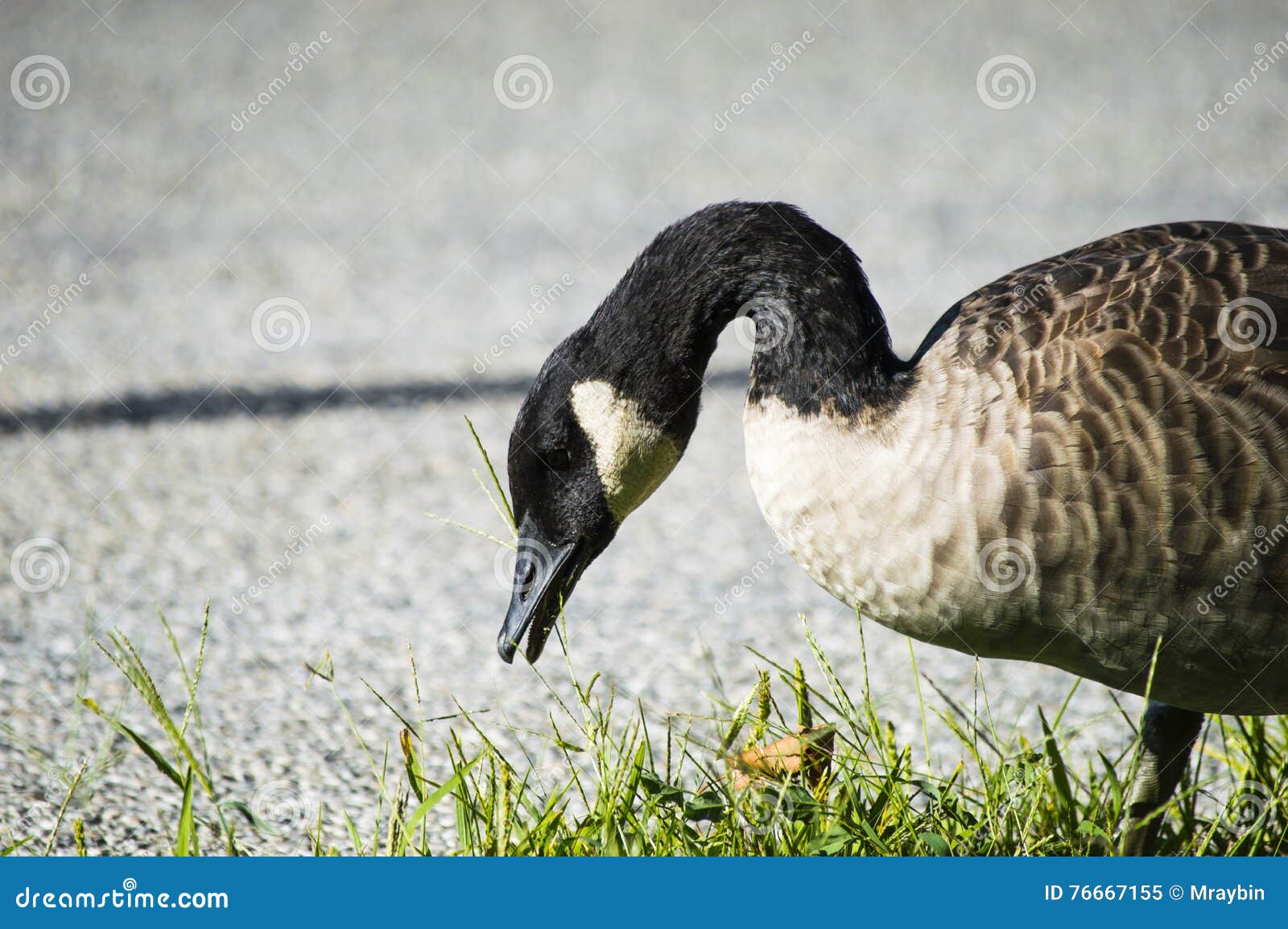 goose with beak open ready to peck at some food
