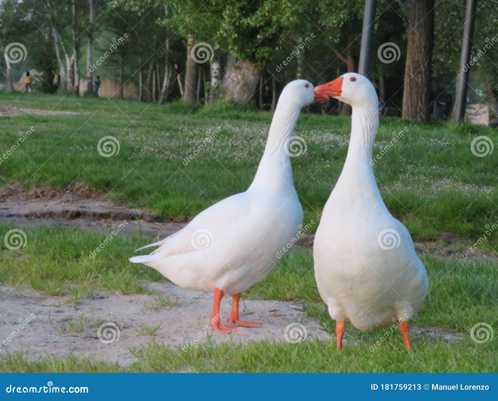 goose bird swim colors white feathers beak