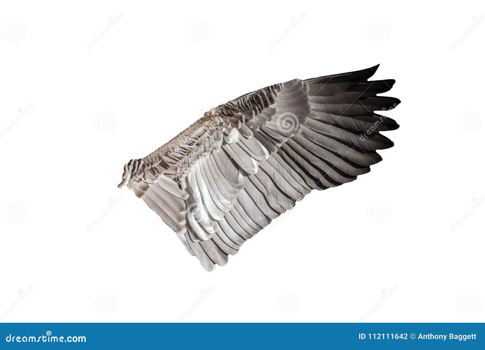 goose bird wing