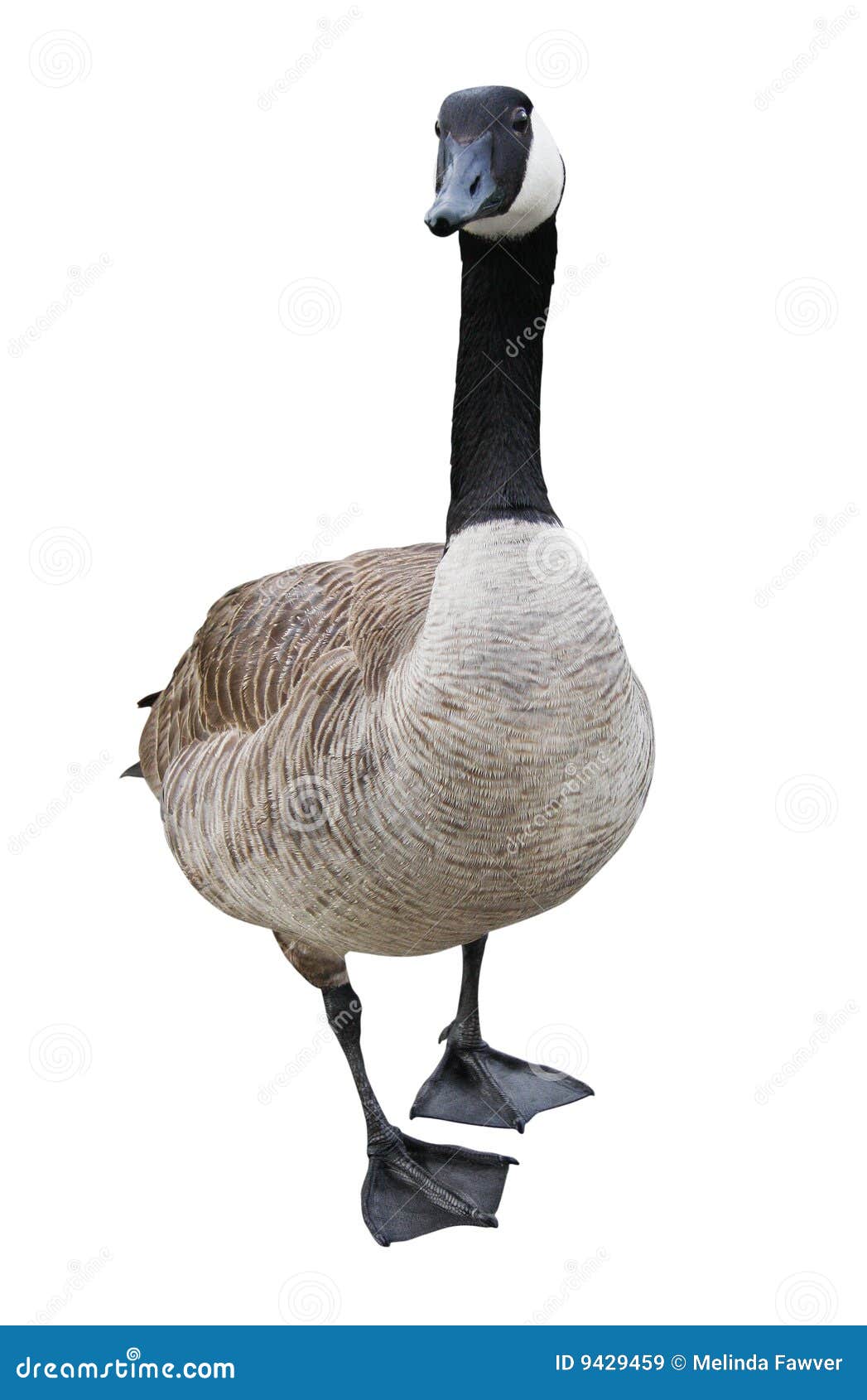 goose with clipping path