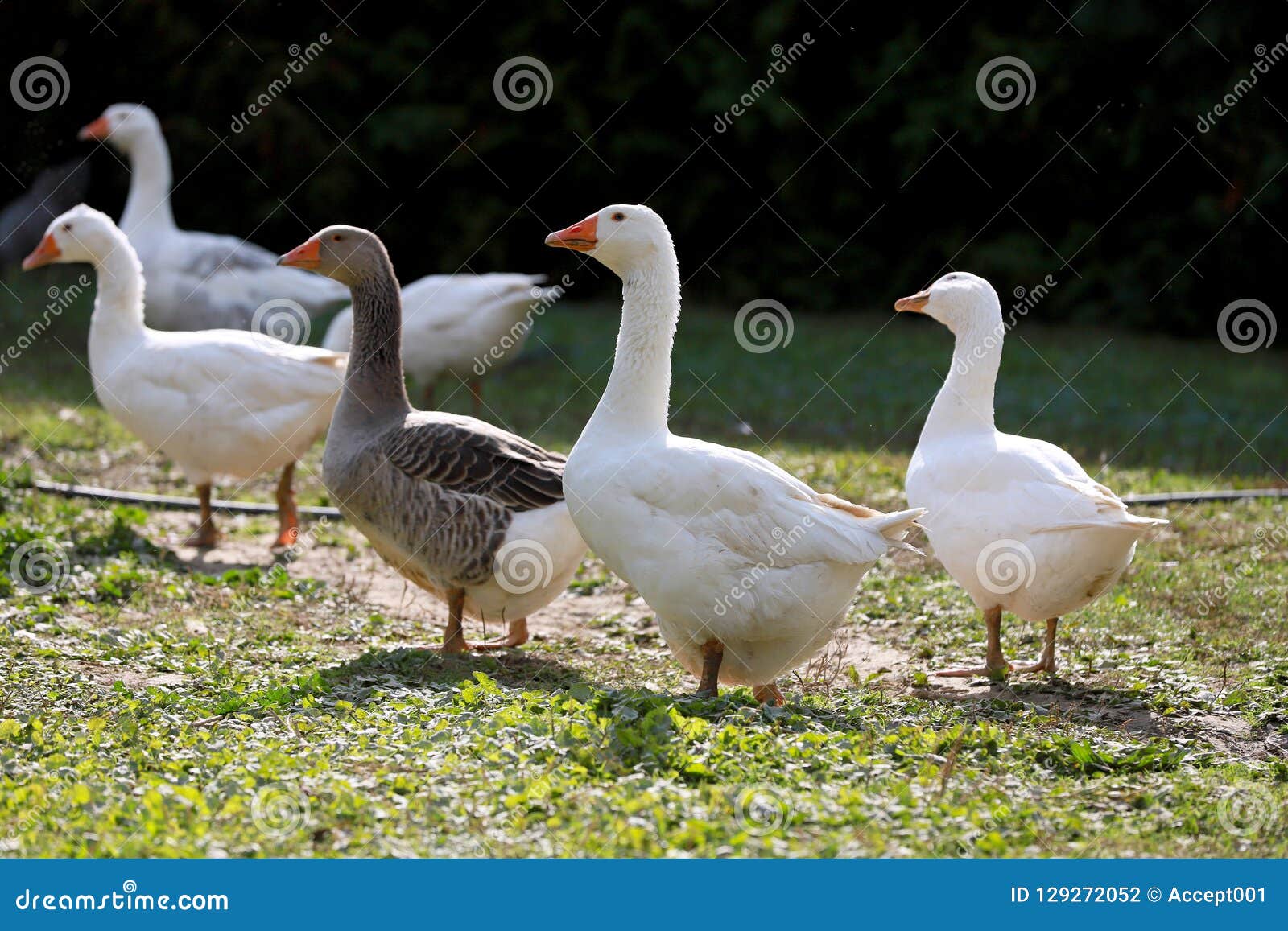 goose goose duck proximity chat goose goose duck proximity chat