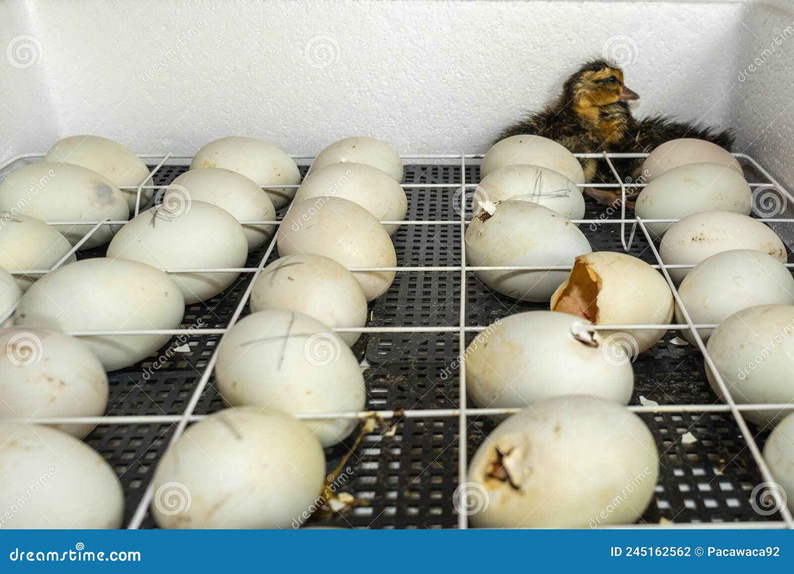 Goose Eggs in an Incubator. Goose Egg Incubation Stock Photo Image of