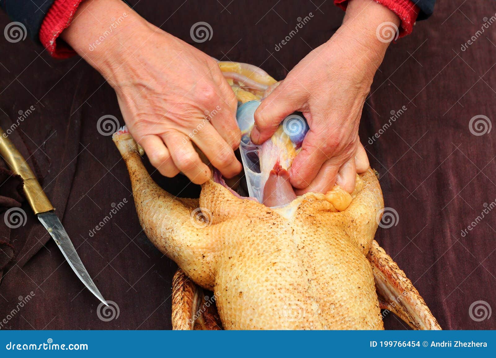 Goose Evisceration, Part of Poultry Processing. Removal of Innards and Entrails Stock Photo - Image of home, domestic: 199766454 Goose Evisceration, Part of Poultry Processing. Removal of Innards and Entrails Stock Photo - Image of home, domestic: 199766454