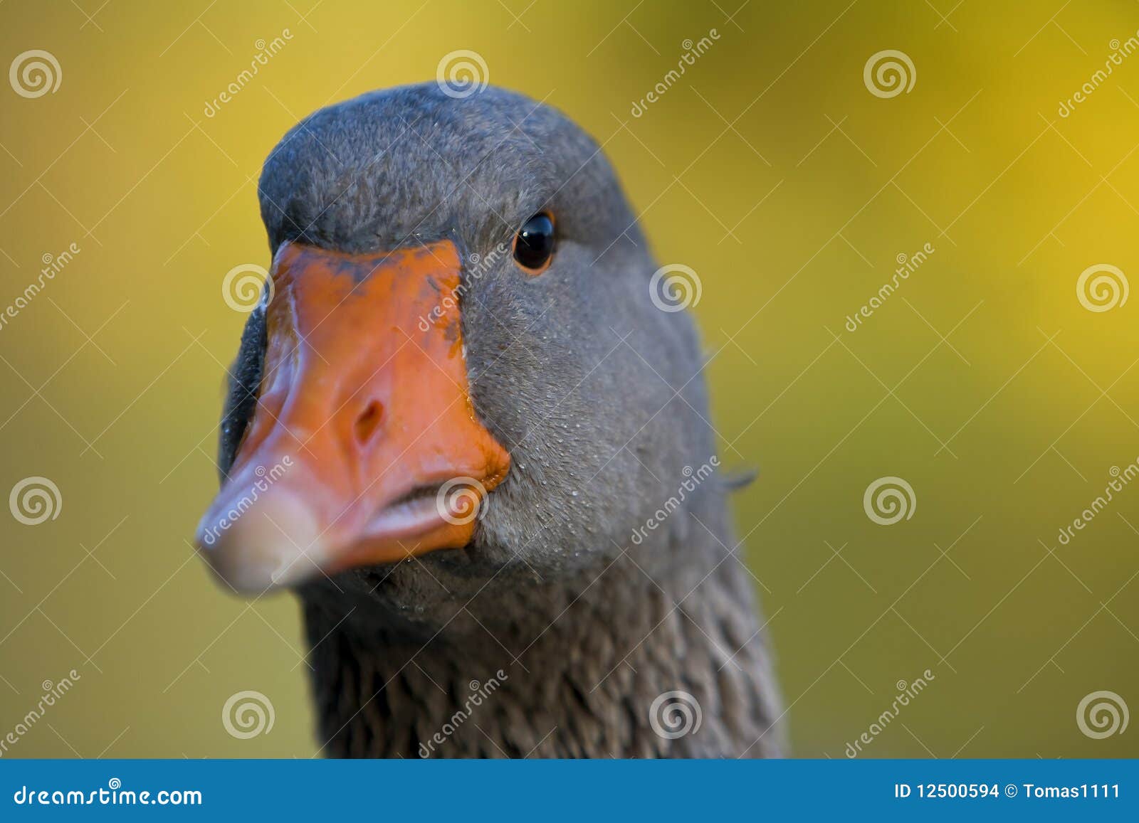 Goose eyes stock photo. Image of floating, feathers, beak 12500594