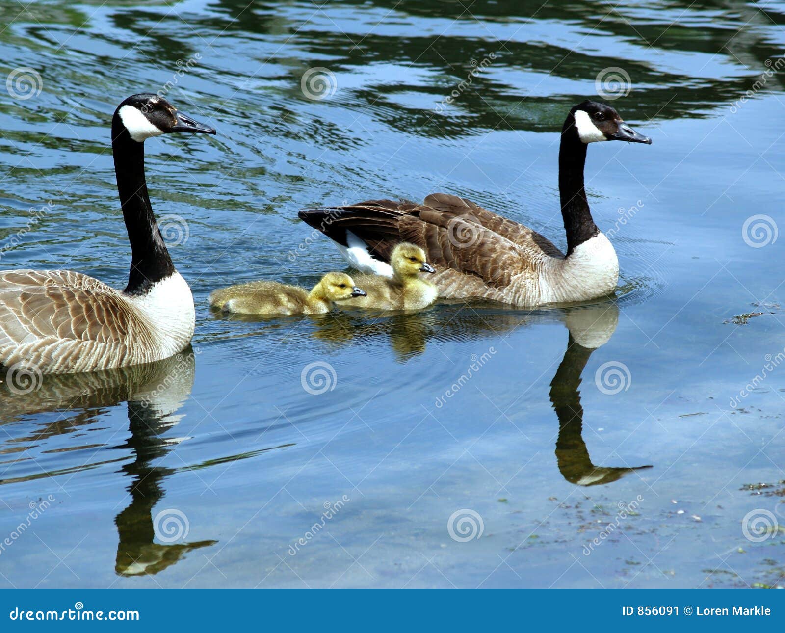 Goose and Gander4 stock image. Image of long, webbed, birds 856091