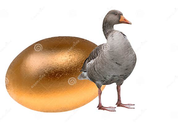 Goose with a golden egg stock image. Image of success - 19102405