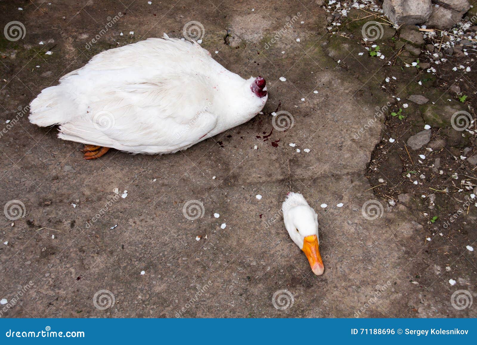 Goose Head Chopped Off with an Ax Stock Photo Image of defenseless