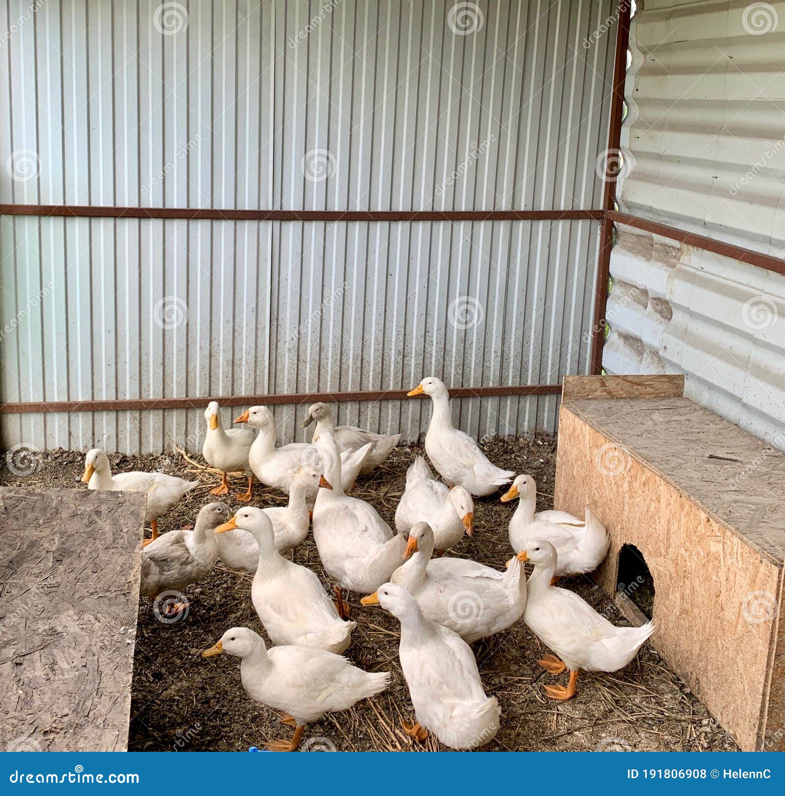 2 457 Goose House Photos Free Royalty Free Stock Photos From Dreamstime 2 457 Goose House Photos Free Royalty Free Stock Photos From Dreamstime