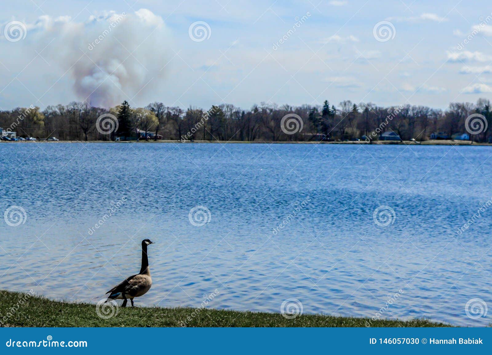 goose looking over pell lake, wisconsin with smoke cloud
