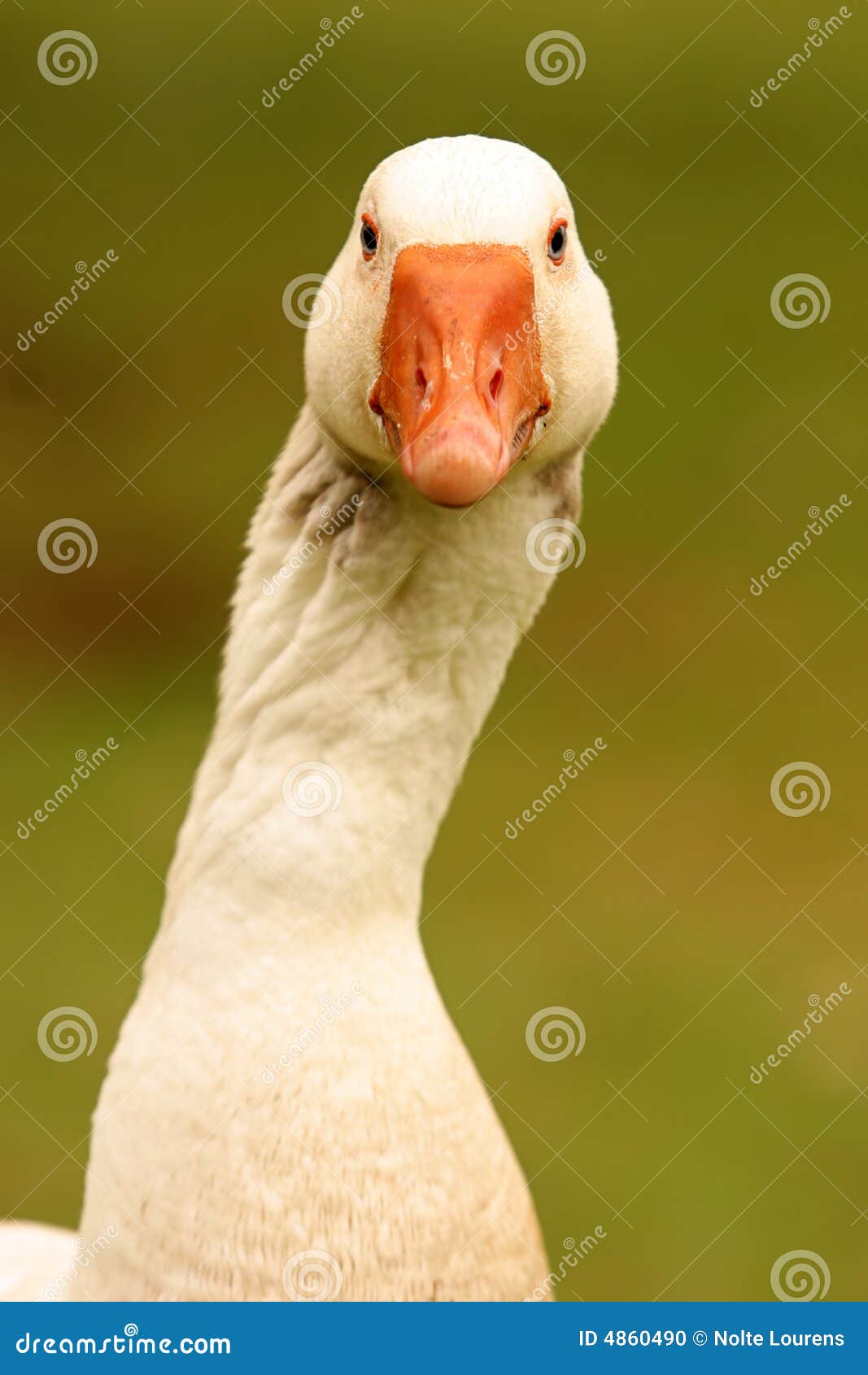 Goose Neck Stock Photo - Image: 4860490