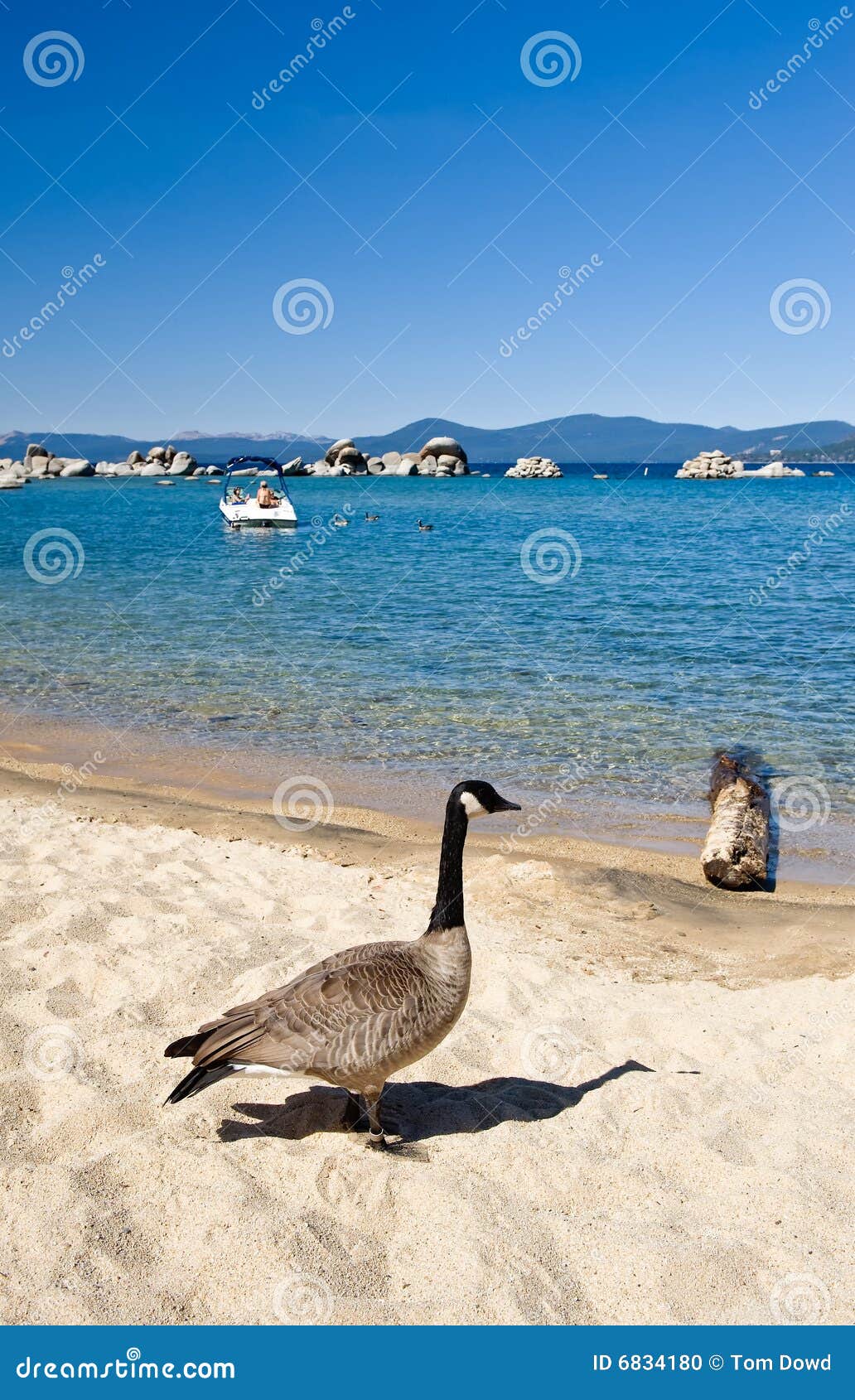 Goose by shore of Lake Tahoe. Single goose stood by shore of Lake Tahoe, California and Nevada, U.S.A.