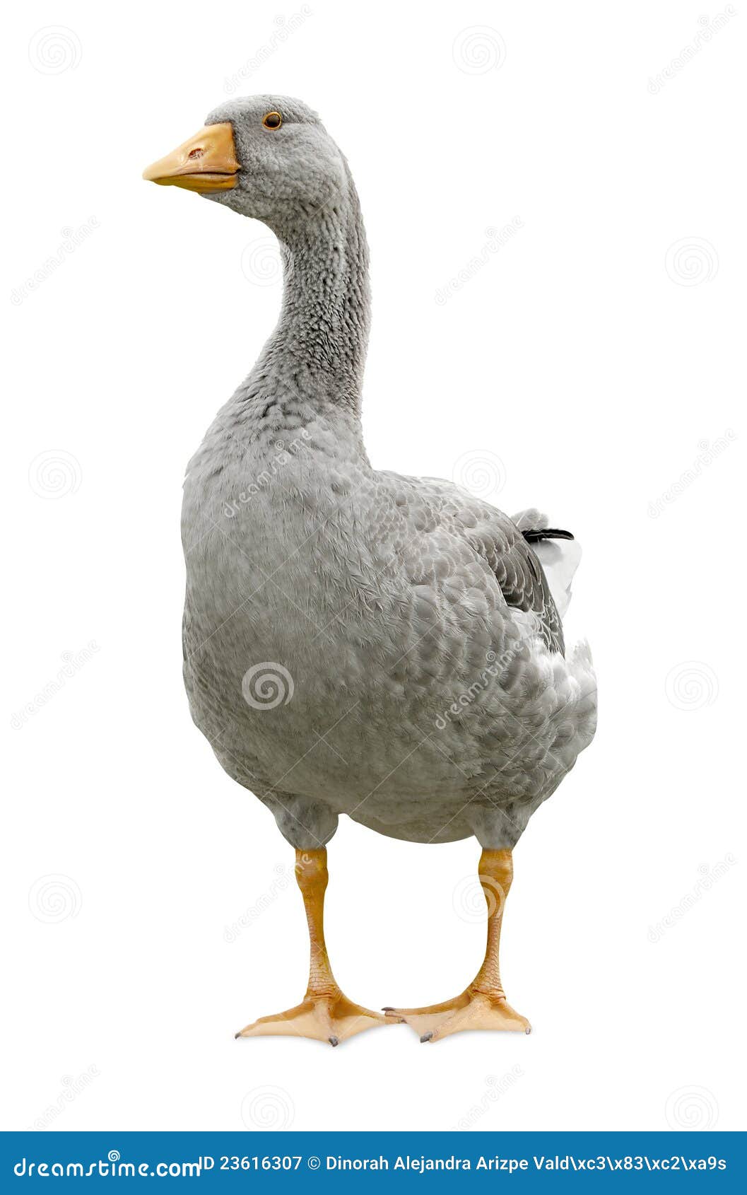 Goose standing stock image. Image of animal, graceful 23616307