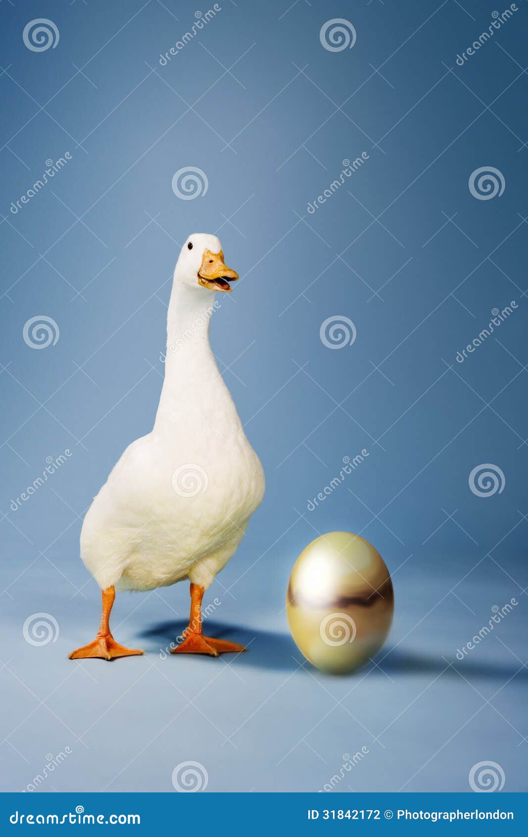 Goose Standing by Golden Egg Stock Photo - Image of domesticated ...
