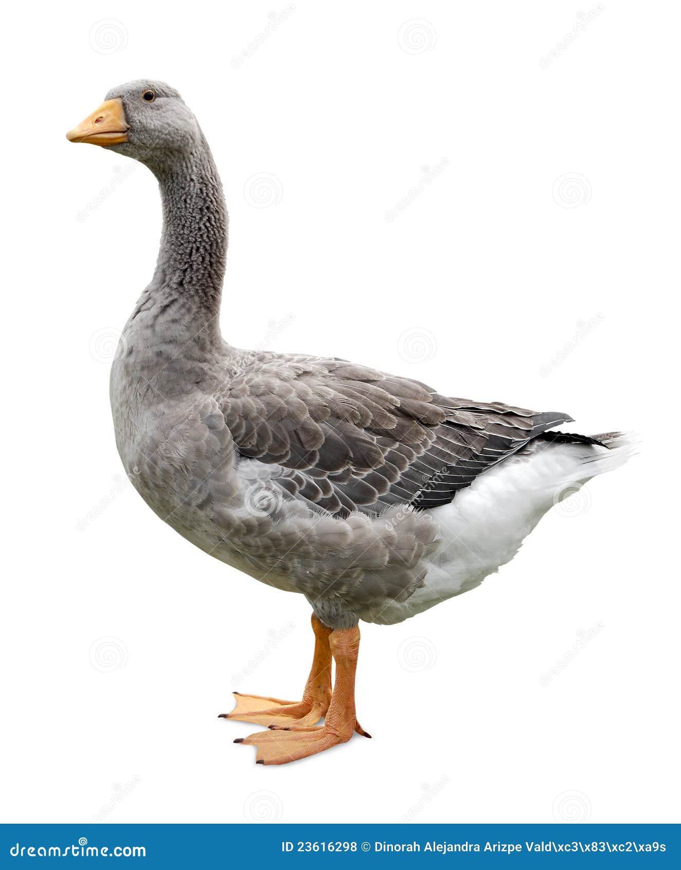 goose standing profile