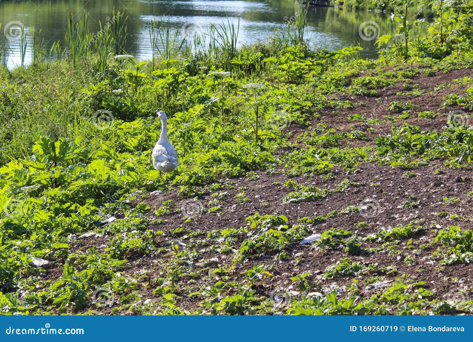 white goose on the shore of a pond in summer