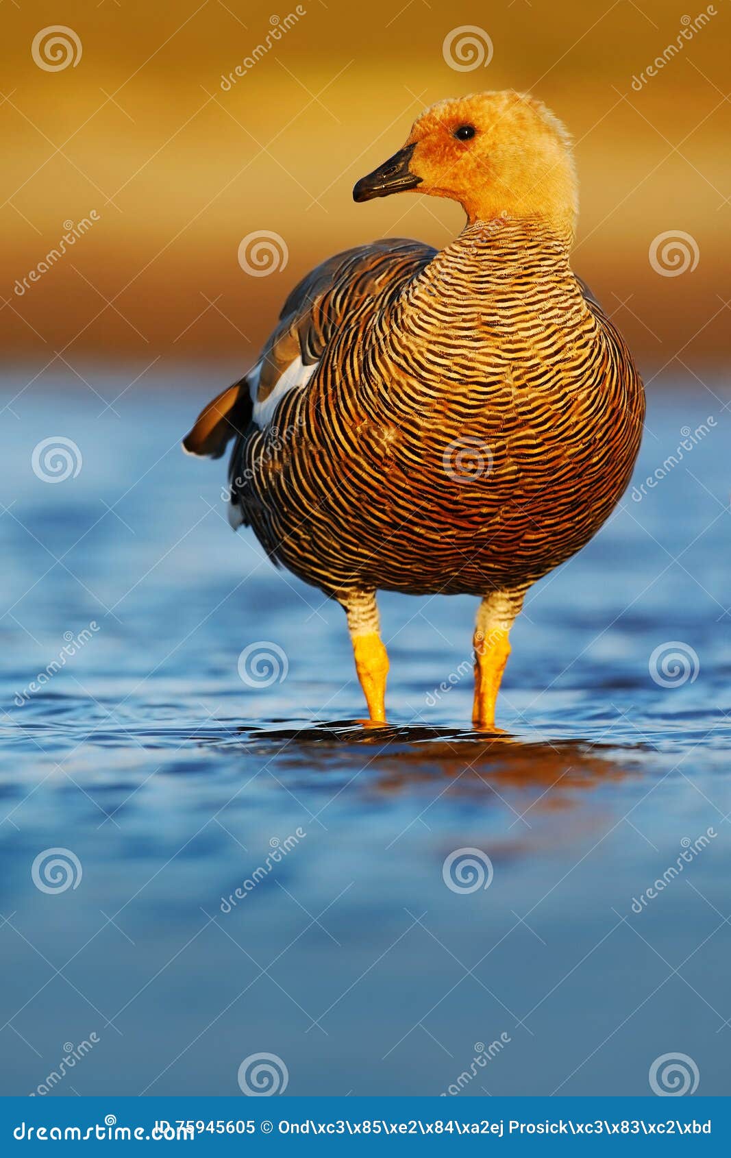 goose in the water, chloephaga hybrida, kelp goose, is a member of the duck, goose. it can be found in the southern part of south