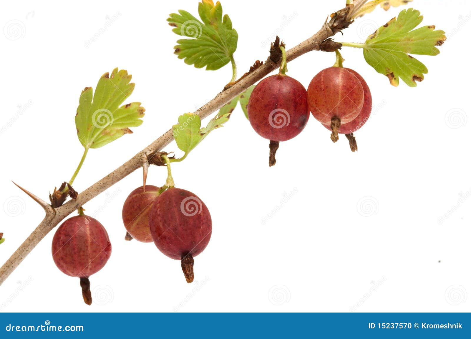 Gooseberries. stock photo. Image of fresh, close, fruit 15237570