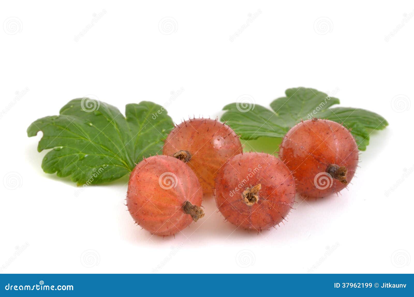 Gooseberries stock image. Image of berries, meal, leaf 37962199
