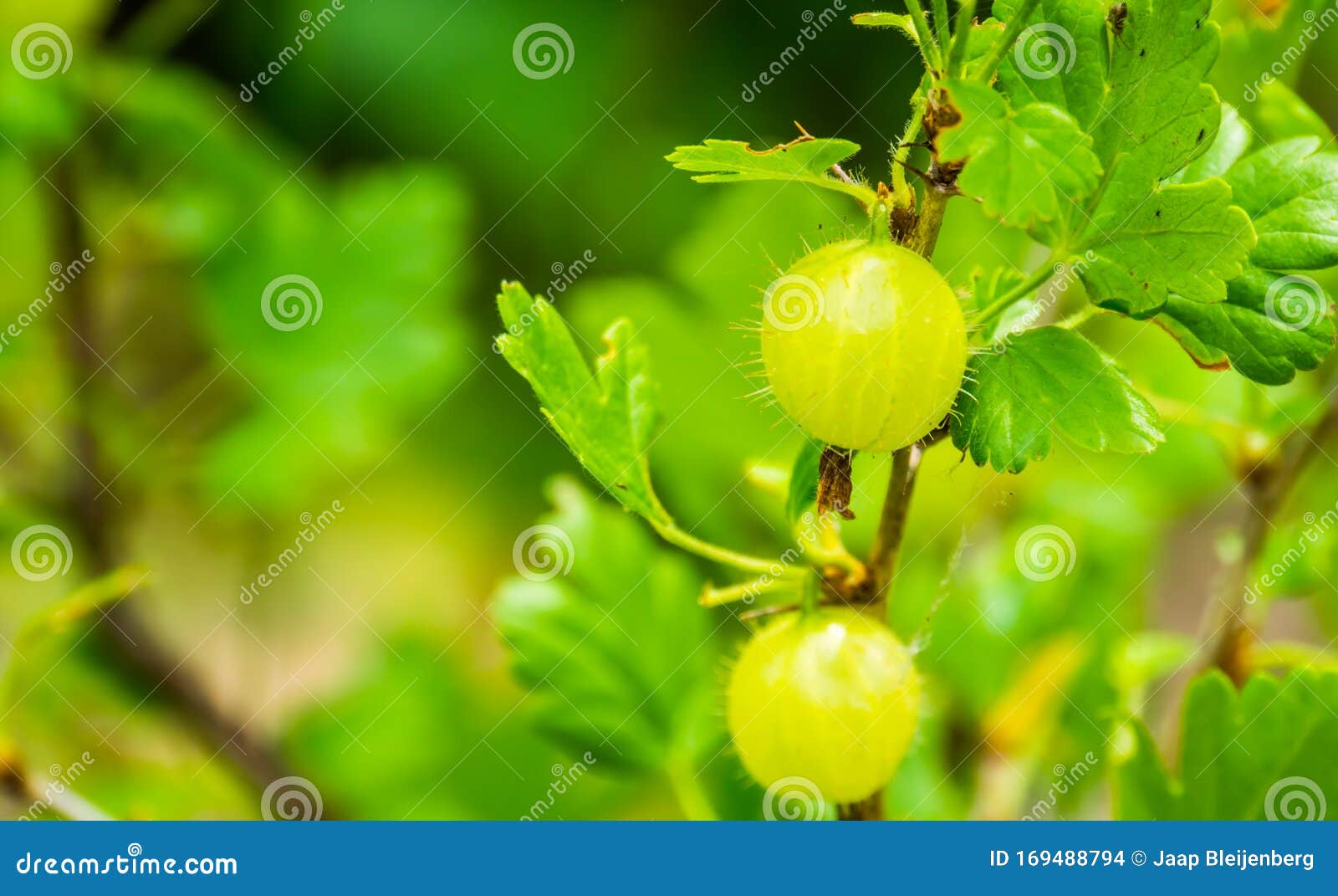 gooseberries on a gooseberry plant in closeup, popular fruiting plant specie from europe and africa