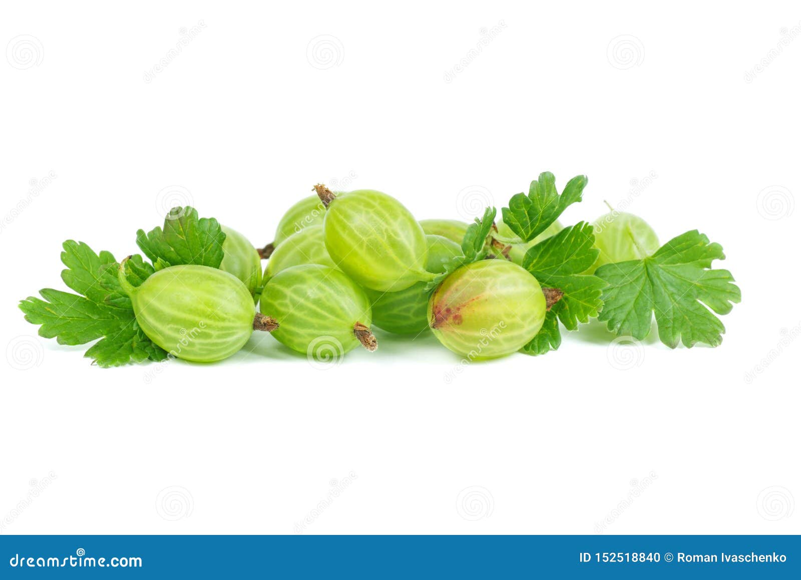 Gooseberries isolated stock photo. Image of fresh, gooseberries 152518840