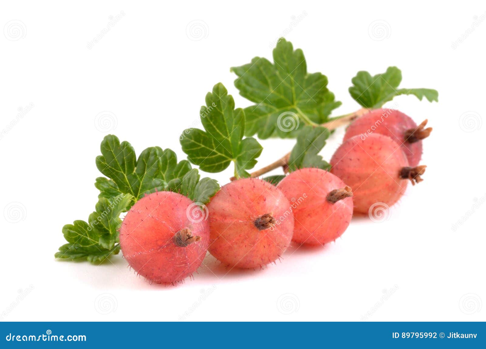 Gooseberries stock photo. Image of macro, studio, ripe 89795992