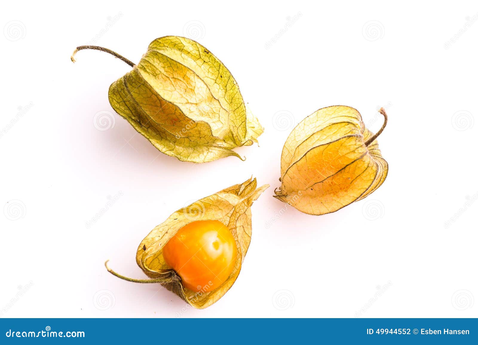 Gooseberry Cape stock photo. Image of healthy, vein, juicy 49944552