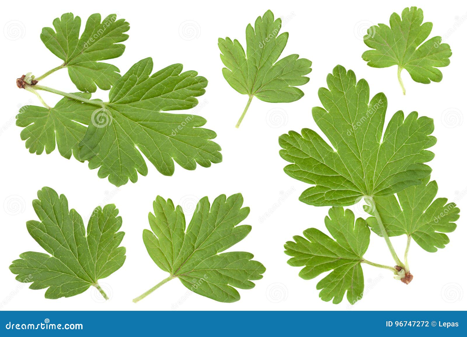 Gooseberry Leaf Collection on White Stock Photo - Image of leave ...