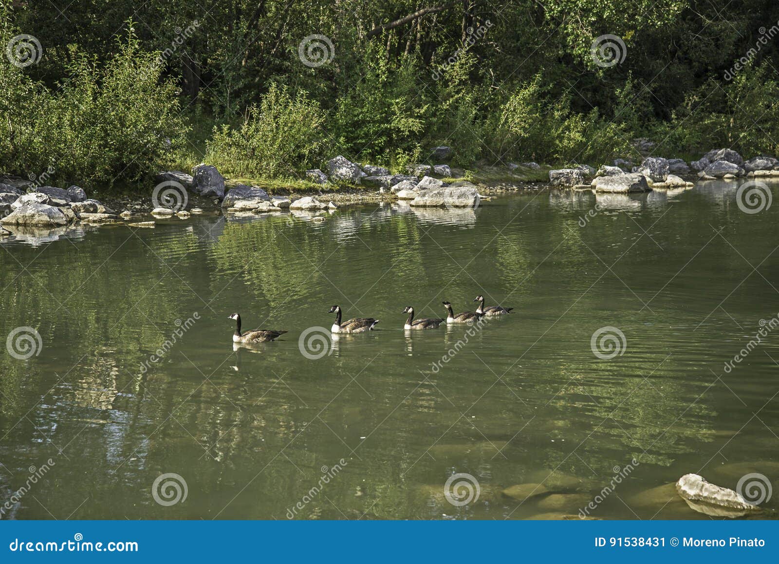 gooses floating in prince`s island park water