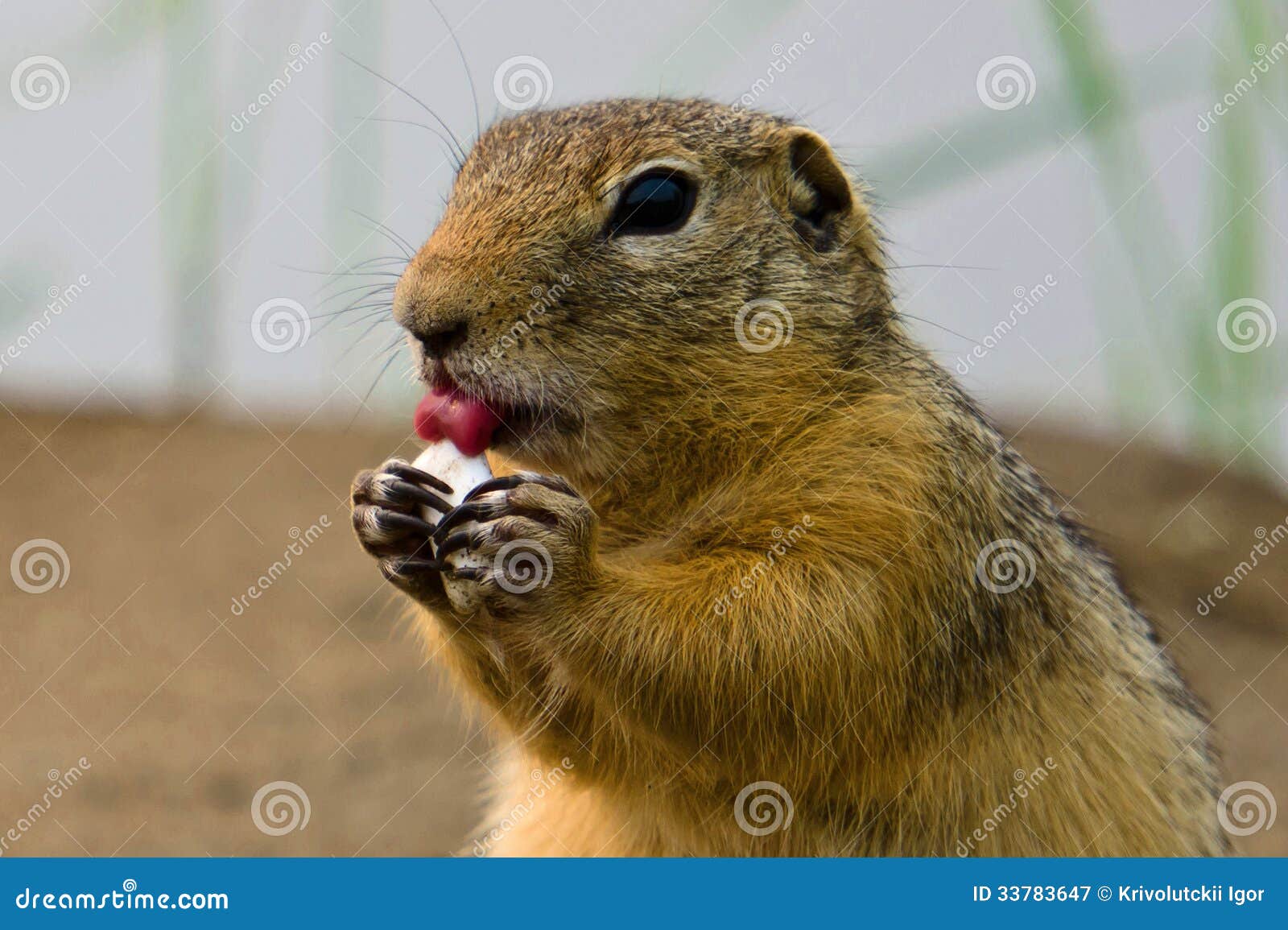 How To Kill A Groundhog With Bubble Gum / Groundhog Day John Burroughs