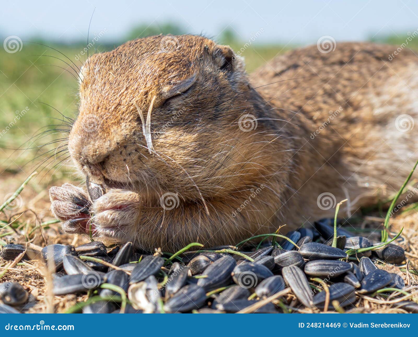 Gopher on the Lawn is Eating Sunflower Seeds Squinting with Pleasure