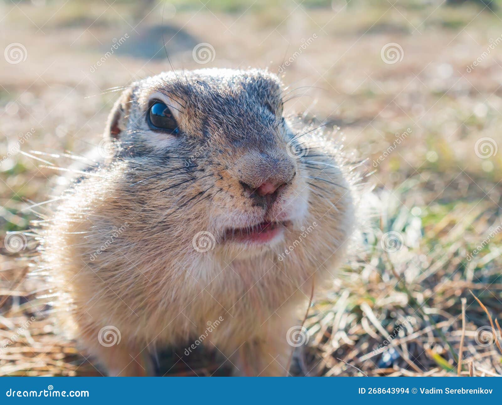 a gopher is looking at camer in a grassy meadow. close-up