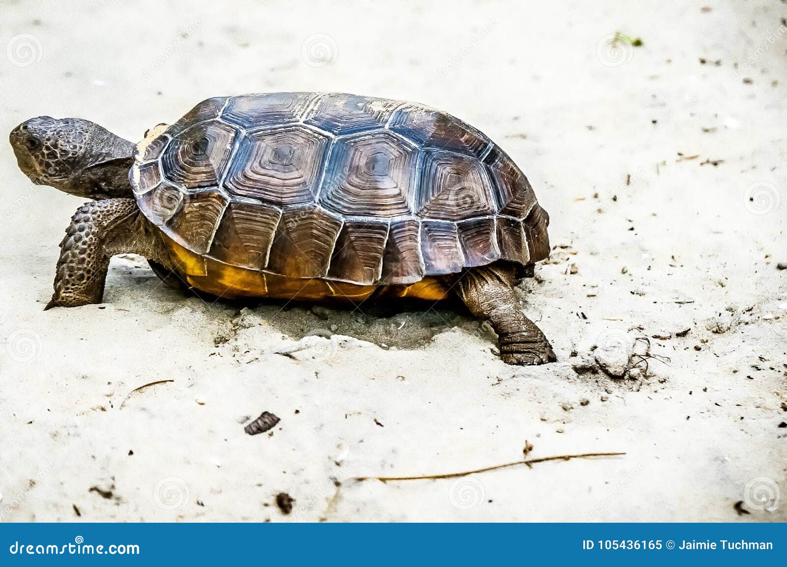 Gopher Tortoise Stock Image Image Of Habitat Keystone 105436165
