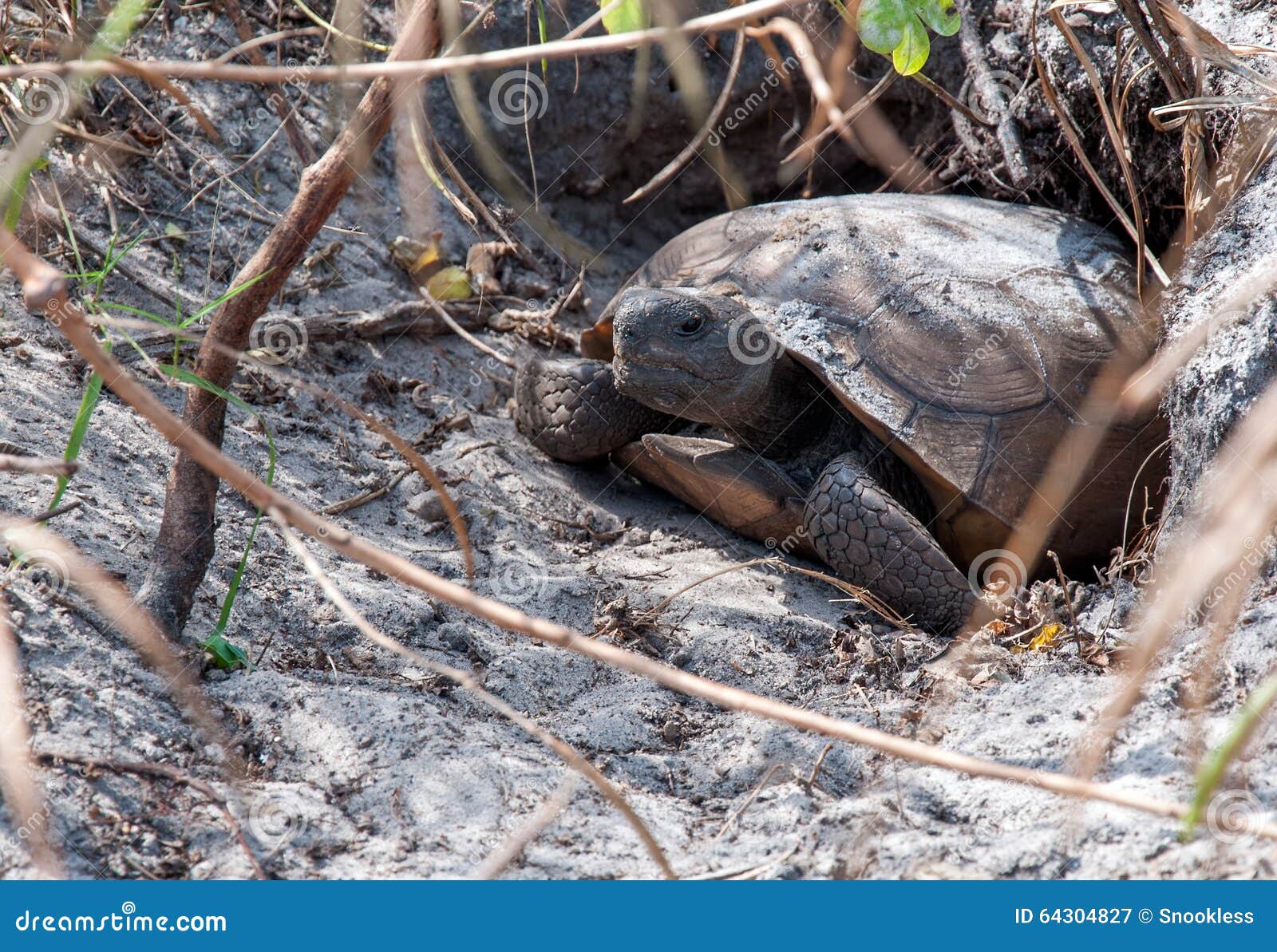 Gopher Tortoise Stock Image Image Of Hard Reptilian 64304827