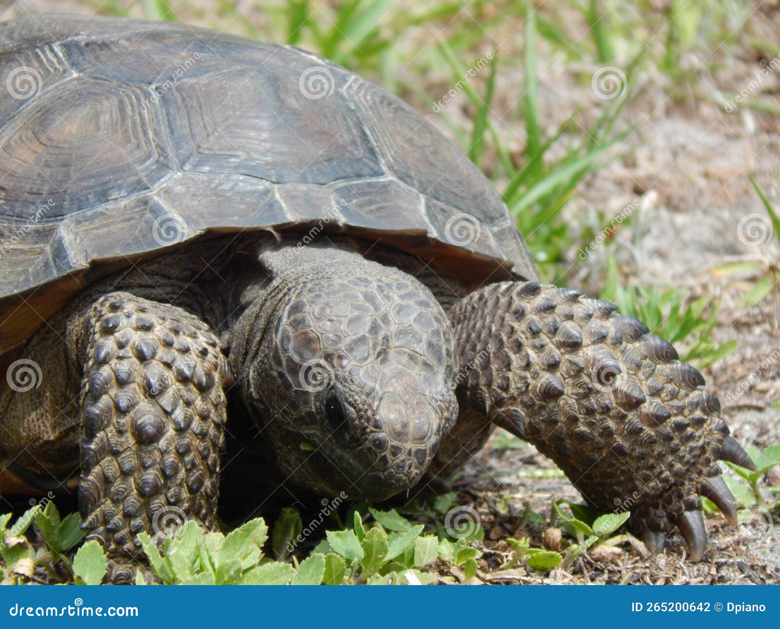Gopher Tortoise Eating Grass in My Yard. only in Florida Stock Photo