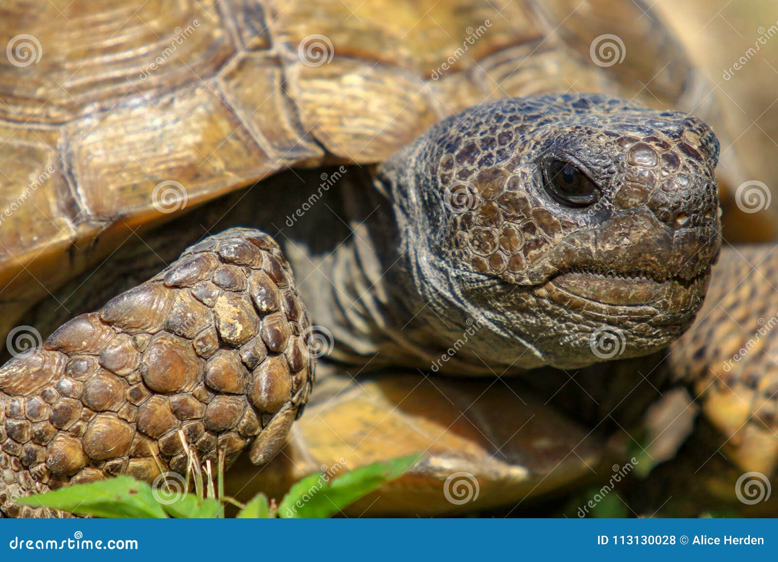 gopher tortoise