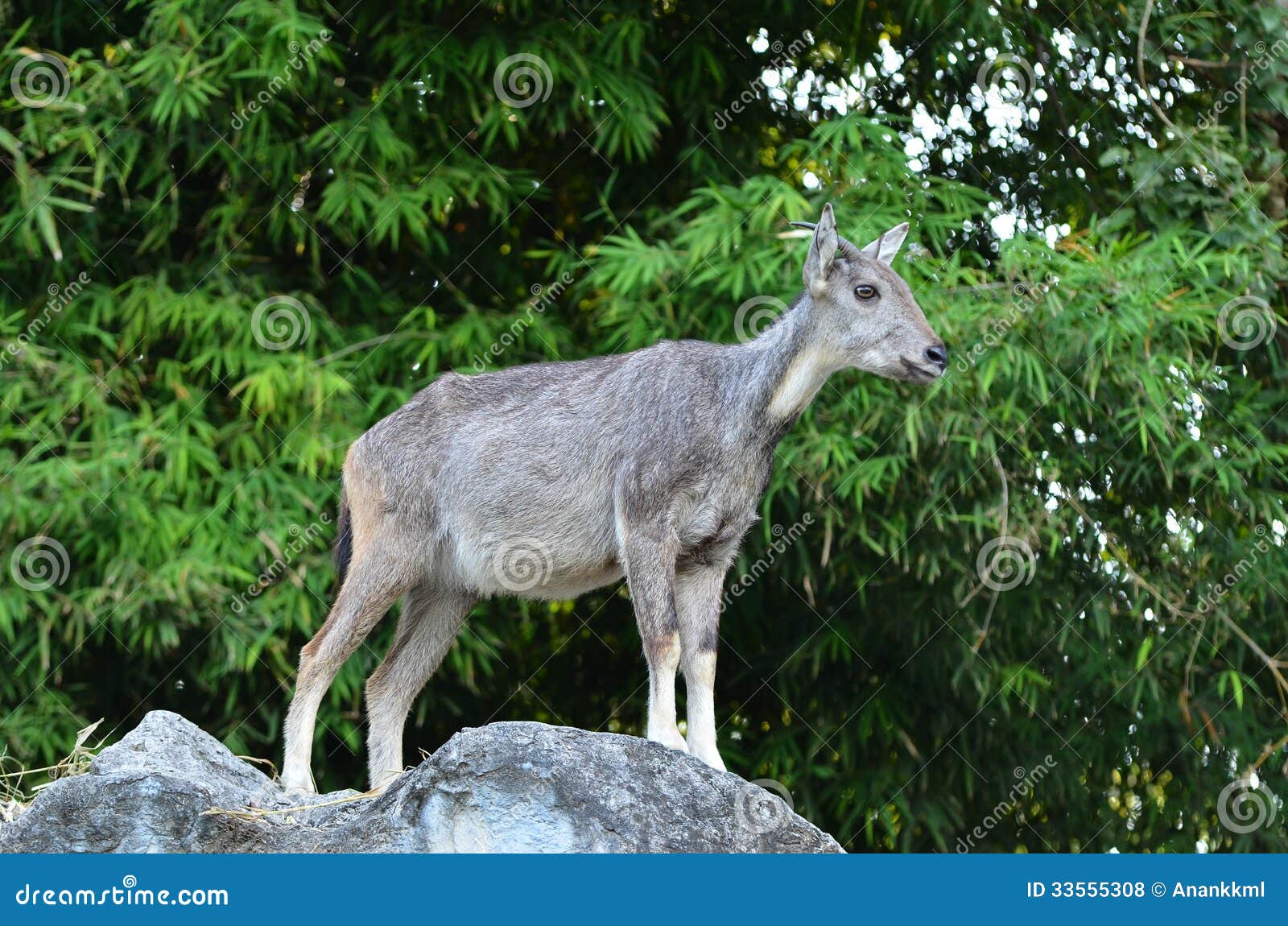 goral standing on the rock