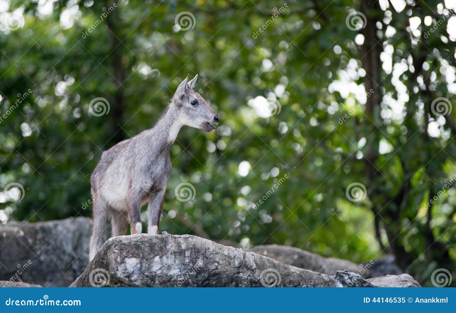 goral standing on the rock