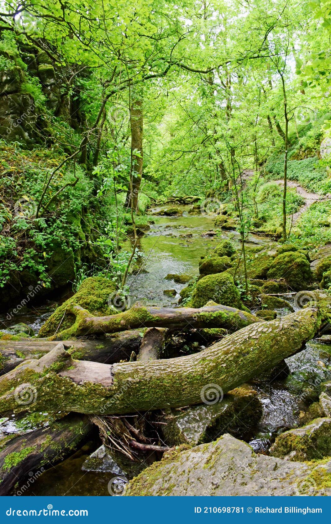 gordale beck, near janet`s foss waterfall, malham cove, yorkshire dales, england, uk
