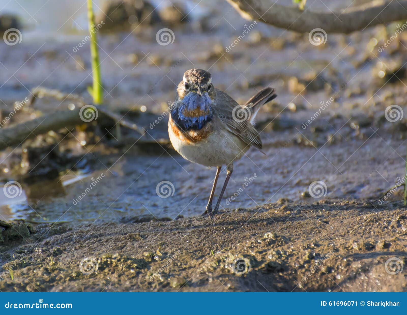 Gorge Bleue Image Stock Image Du Oiseau Inde Avien 61696071